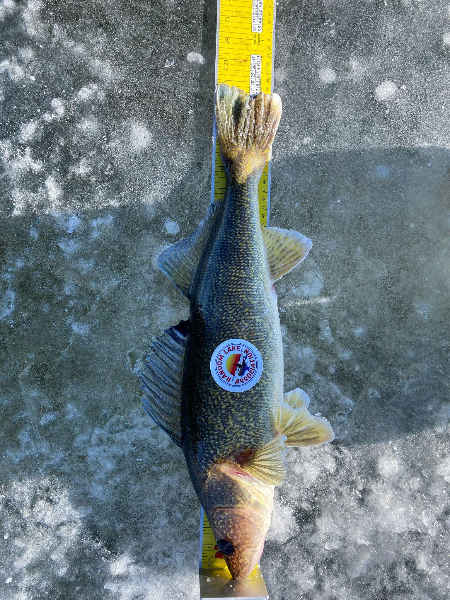 2026 Frozen Toes Ice Fishing Tournament Website Updates